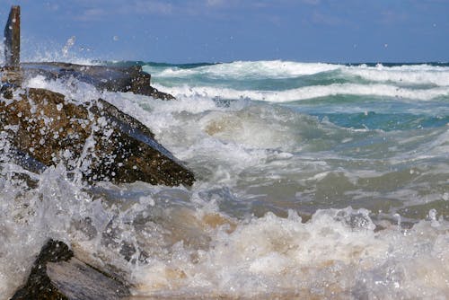 Бесплатное стоковое фото с дикая природа, черное море