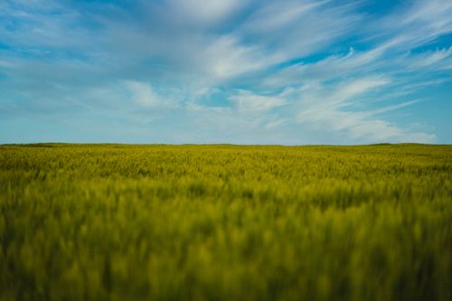 Free Idyllic summer landscape with lush green fields under a vibrant blue sky with scattered clouds. Stock Photo