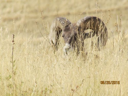 Free stock photo of national bison range Stock Photo