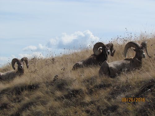 Free stock photo of national bison range Stock Photo