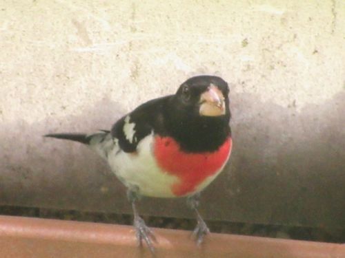 Free stock photo of male rose breasted grosbeak Stock Photo