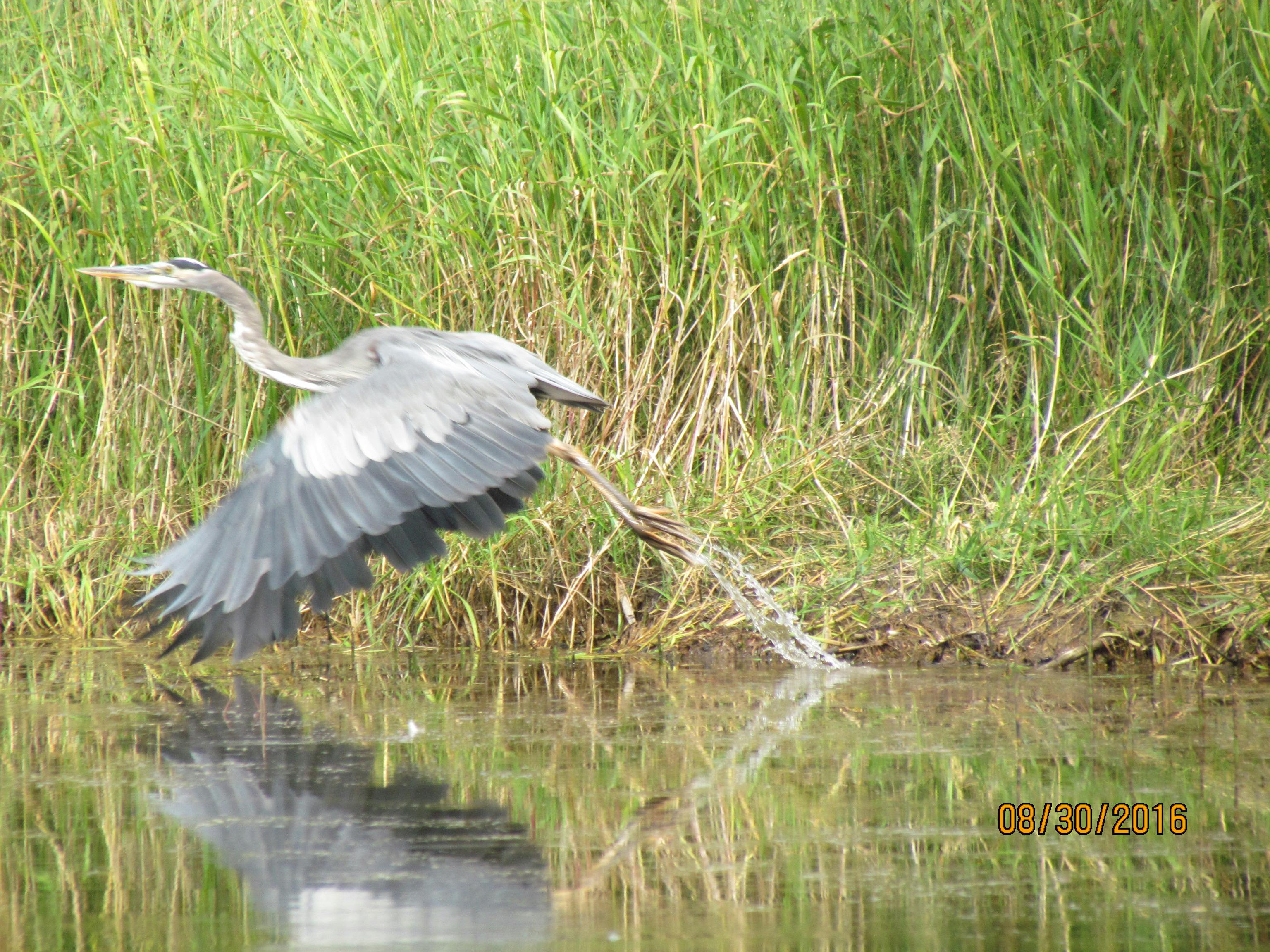 Người phụ nữ sử dụng máy tính xách tay tìm kiếm vé máy bay