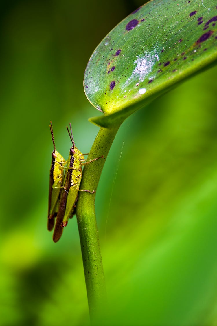 Grasshoppers On Stem