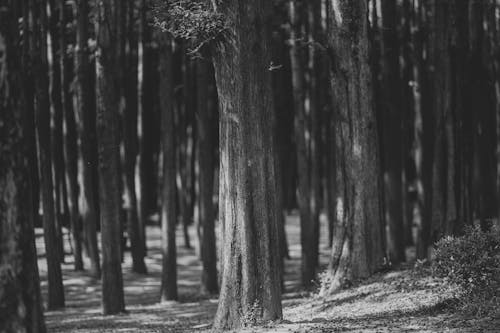 Безкоштовне стокове фото на тему «tilt shift, відтінки сірого, ліс» стокове фото