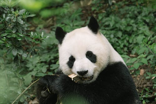 Δωρεάν στοκ φωτογραφιών με panda, αφράτος, βιότοπος