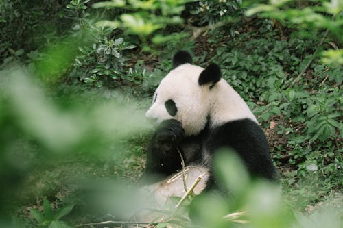 Free Shallow Focus Photo of an Adorable Panda  Stock Photo
