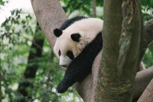 Free Close-Up Shot of a Panda Bear on a Tree Branch Stock Photo