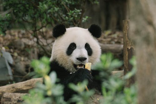 Close-Up Shot of a Panda Bear