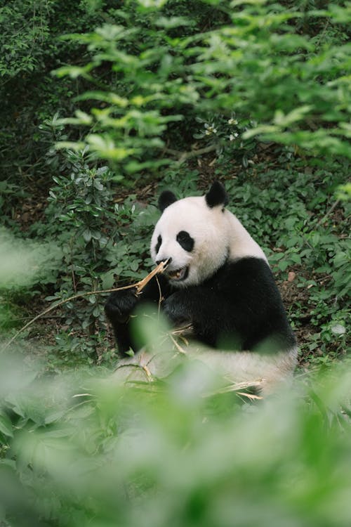 Free Shallow Focus Photo of an Adorable Panda  Stock Photo