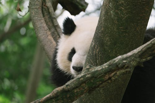 Free Close-Up Shot of a Panda Bear on a Tree Branch Stock Photo