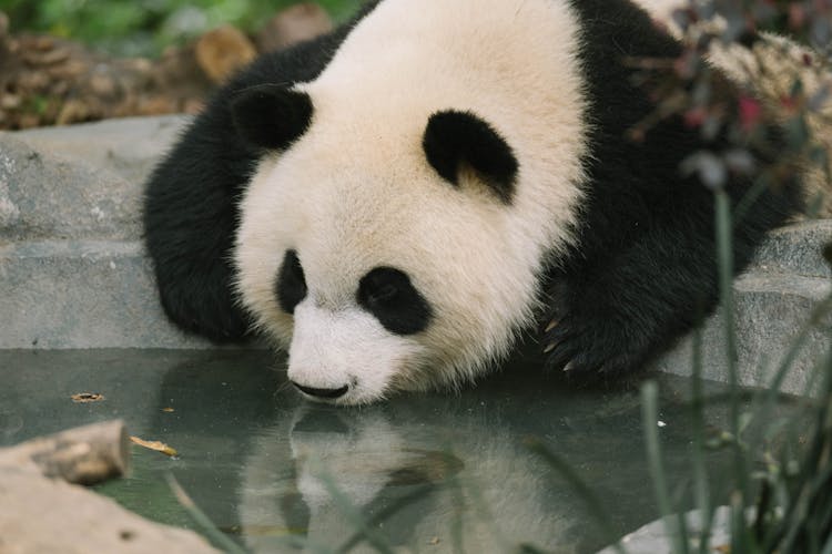 Panda Drinking Water From Pool