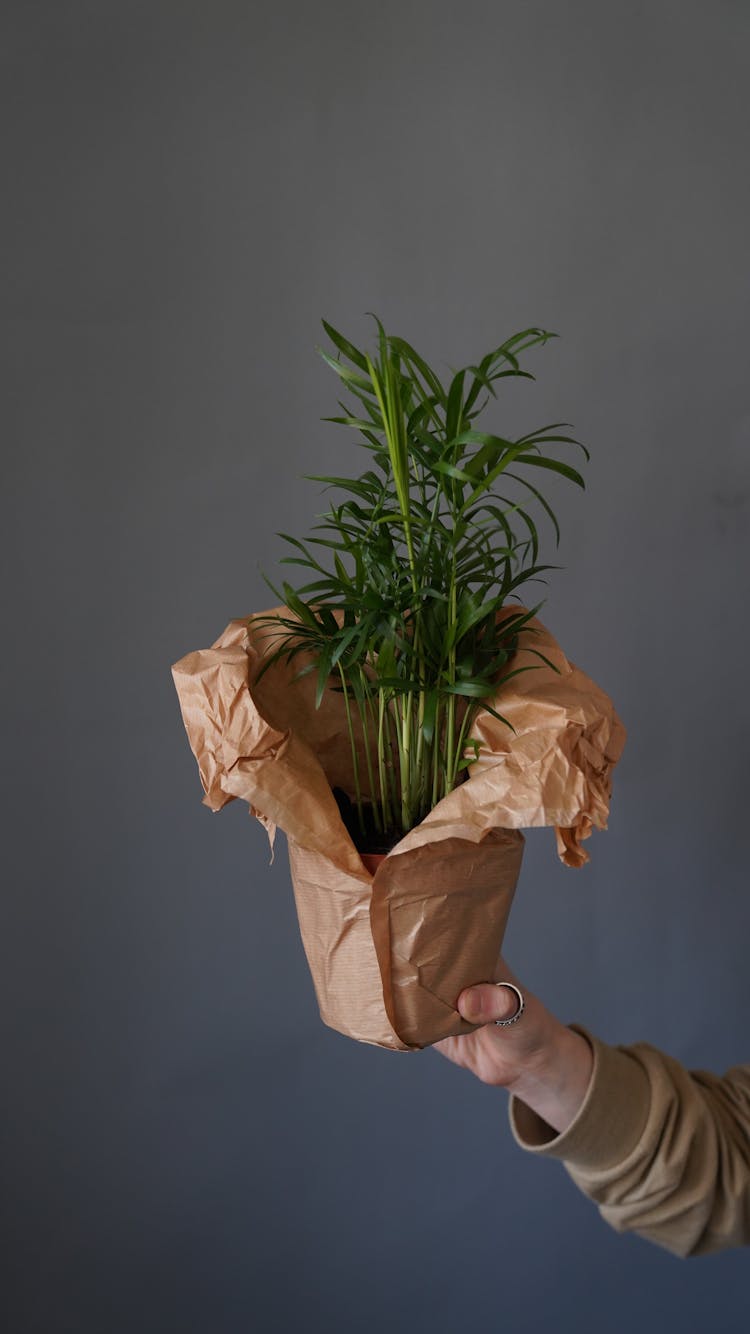 Unrecognizable Person With Potted Plant In Wrap