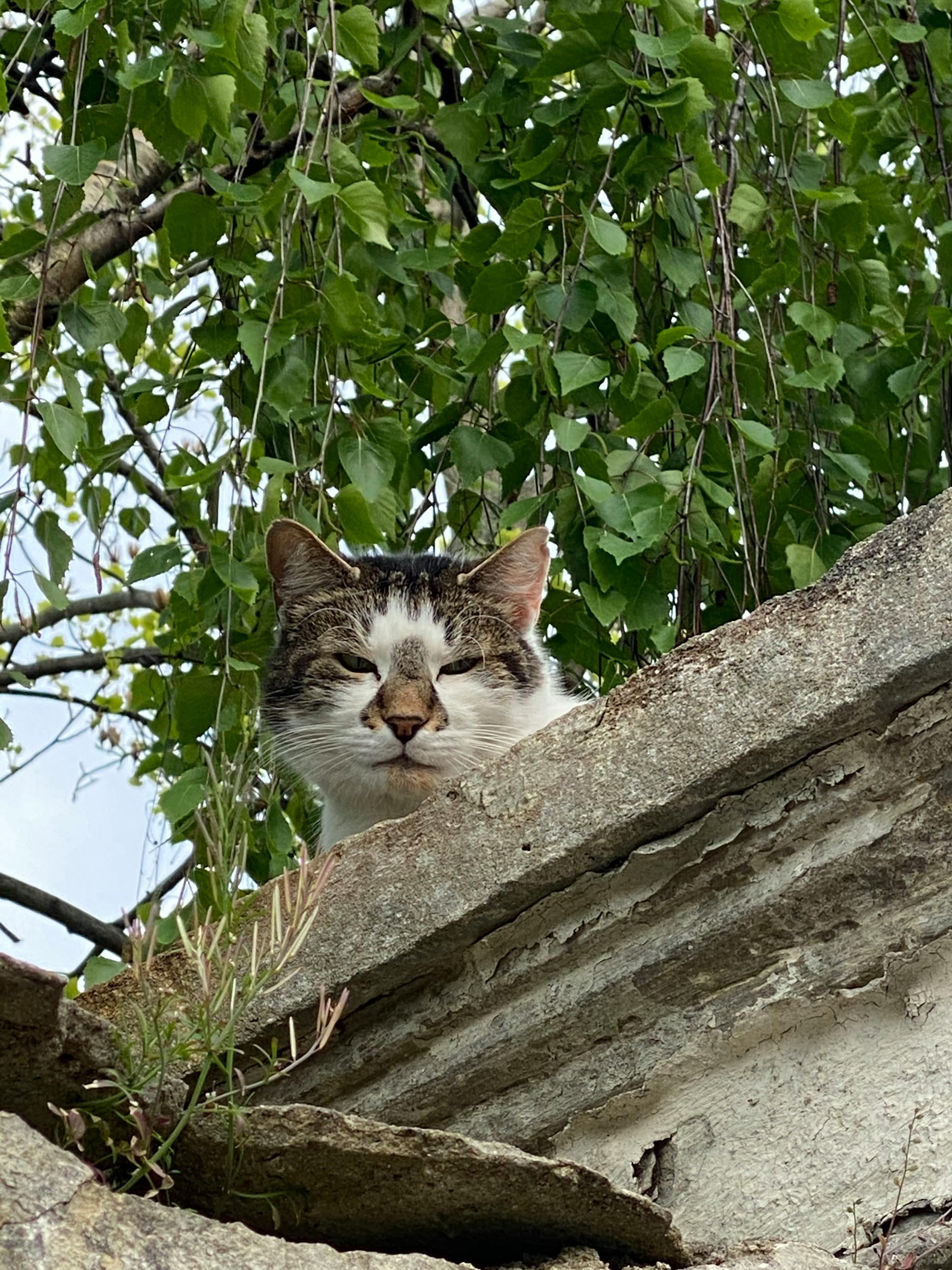 Z세대가 자주 쓰는 샤라웃 의미 설명하는 이미지