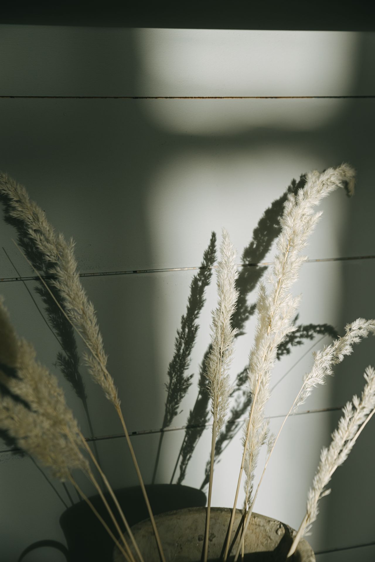 Tall dried pampas plumes casting long shadows on a white wall
