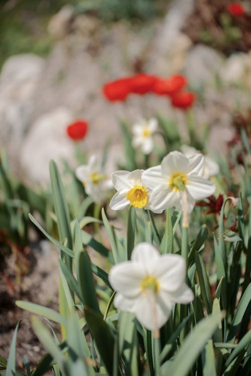 Close-Up Shot of White Daffodils in Bloom