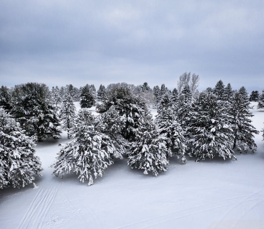 Foto d'estoc gratuïta de arbres, cobert de neu, foto aèria