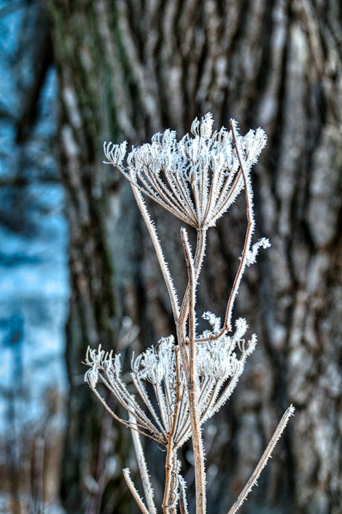 Close-up Photo of Hoarfrost on Plants 