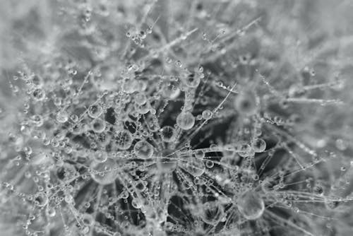 Hoarfrost in Close-up Photography