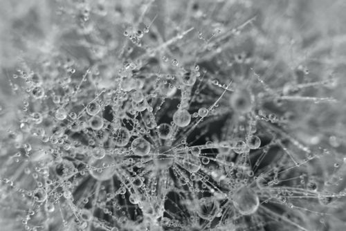 Free Abstract macro shot capturing dew-covered dandelion seeds in monochrome. Stock Photo