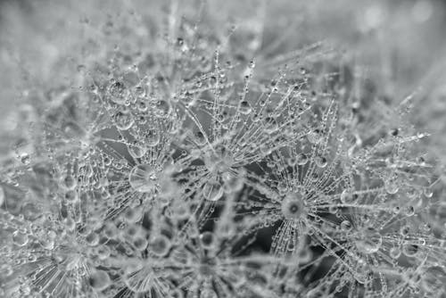Free Hoarfrost in Close-up Photography Stock Photo
