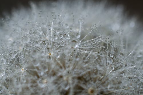 Hoarfrost in Close-up Photography