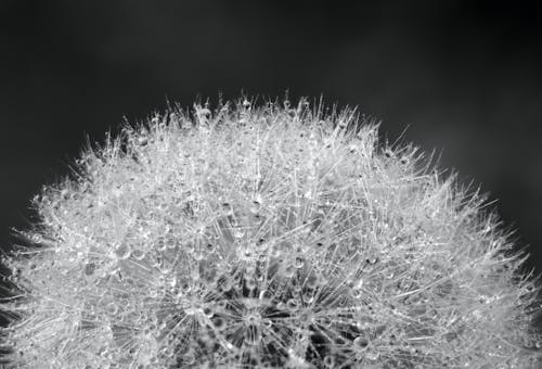 Dandelion in Macro Photography