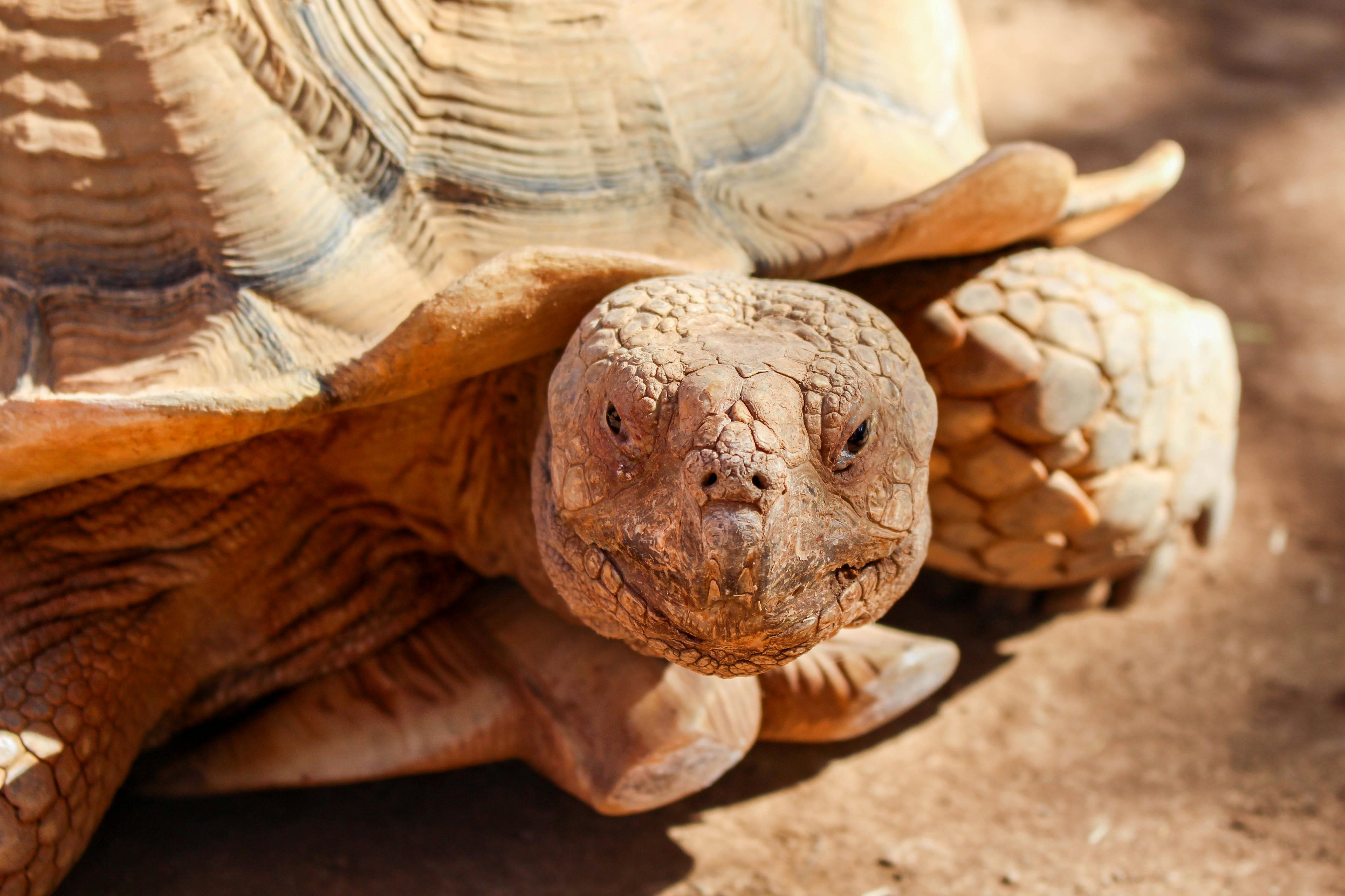 Brown Turtle · Free Stock Photo