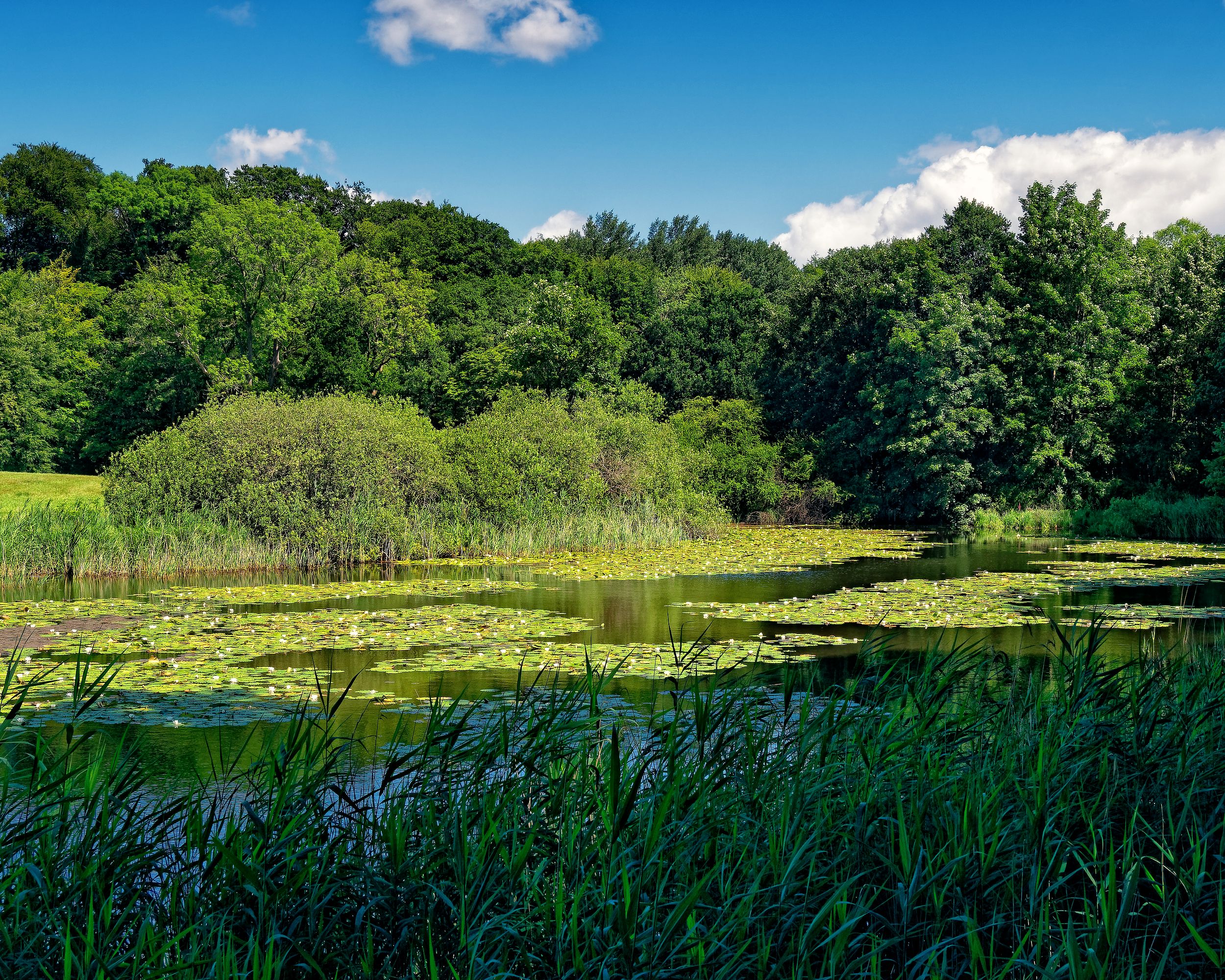 Wetlands, Trails, and a Fishing Pier: Garland Breaks Ground at Wynn Joyce Park