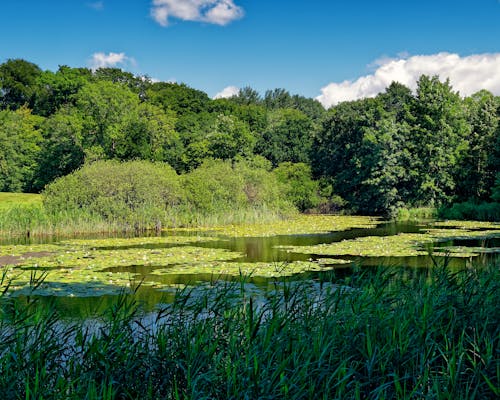 Základová fotografie zdarma na téma jezero, krajina, léto