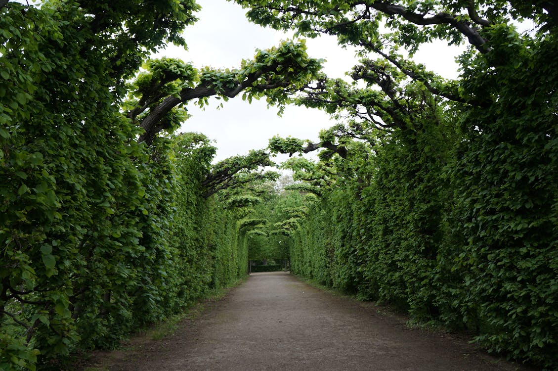 vines and hedges in a gardenpathway