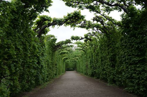Free Lush green tunnel path in a Vienna garden, perfect symmetry and nature's elegance. Stock Photo
