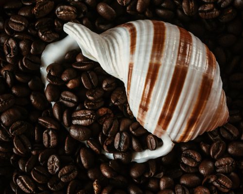 Free From above of colorful seashell placed among aromatic fresh coffee beans in daytime Stock Photo