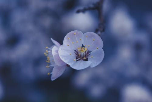 Closeup of branch of apricot tree with aromatic small flower against blurred background