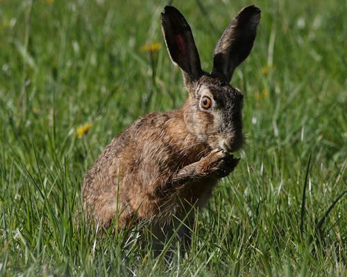 A Brown Rabbit on Green Grass Eating