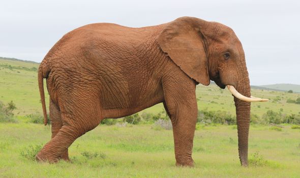 Side view of a majestic African elephant standing in grassland, showcasing its immense size and tusks.