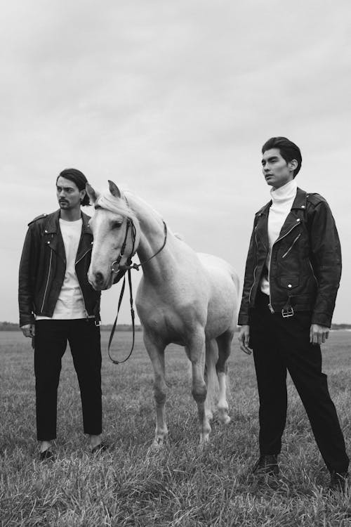 Fotos de stock gratuitas de animal de granja, blanco y negro, caballo