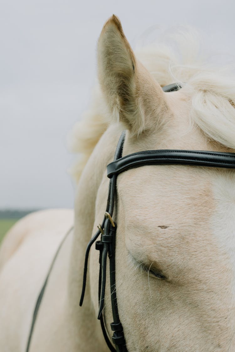 White Horse With Black Leather Strap