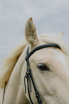 Intimate close-up of a white horse's face wearing a bridle, showcasing its mane and eye.