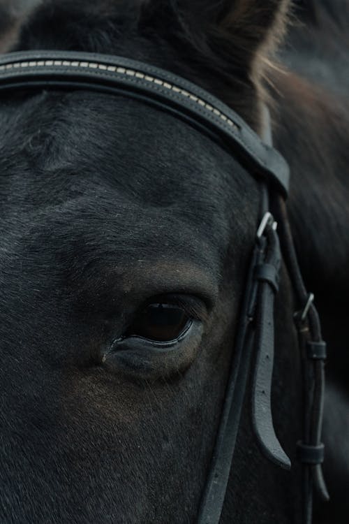 A Black Horse Eye in Close-up 