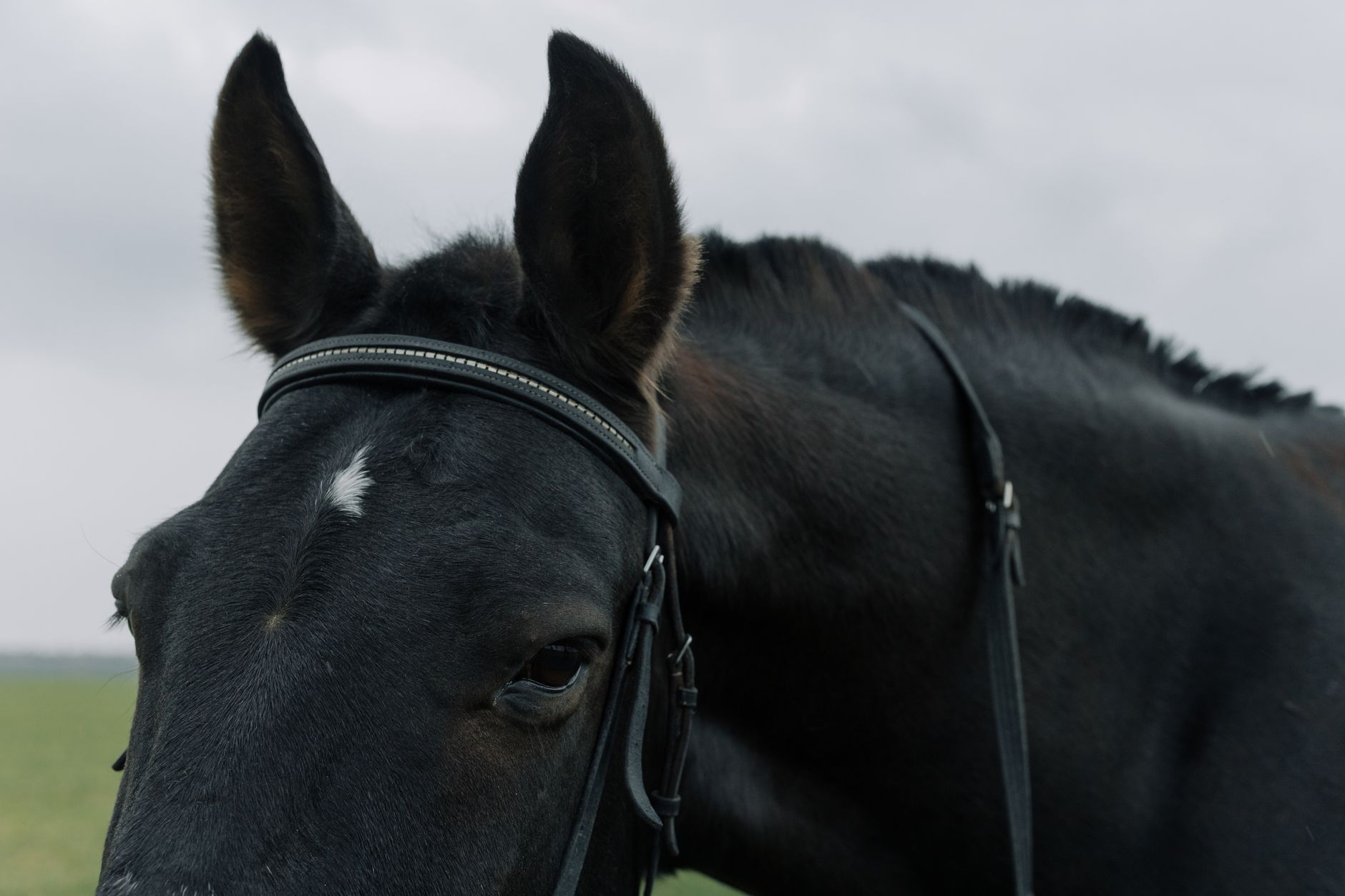 Portrait of a horse at a veterinary clinic