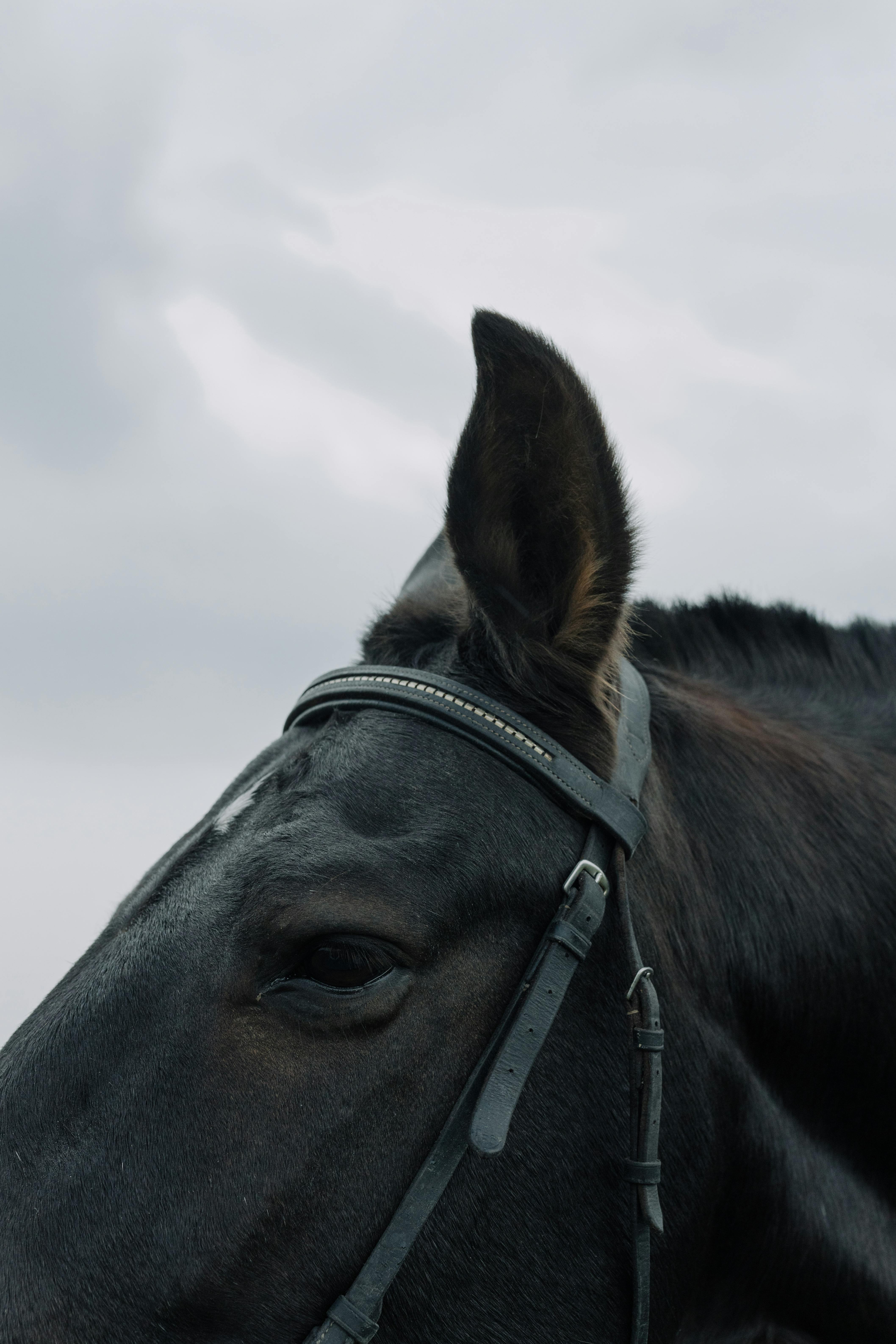 Close-Up Shot of a Black Horse · Free Stock Photo