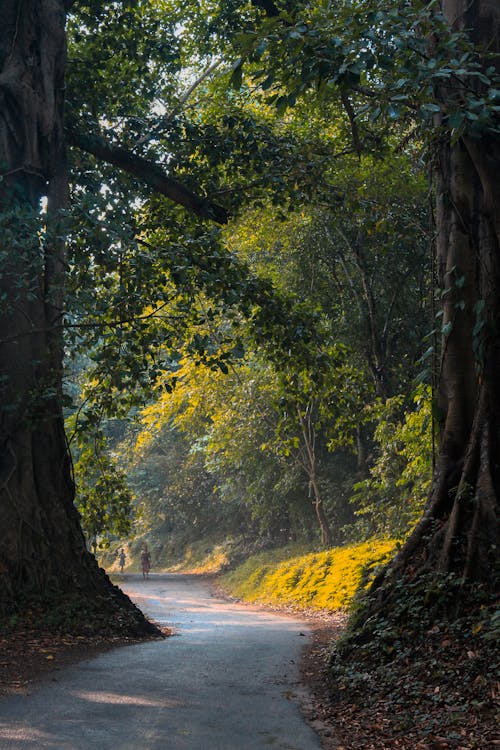 Imagine de stoc gratuită din arbori, cărare, fotografiere verticală