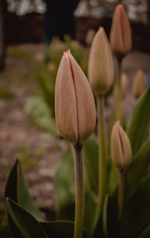 Close Up Photo of Tulips