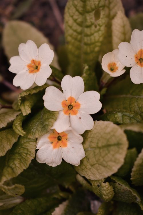 Free Detailed close-up of white primrose flowers in full bloom with green leaves. Stock Photo