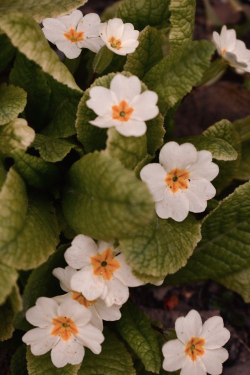 Free Vibrant white primroses with lush green leaves captured in a top view. Stock Photo