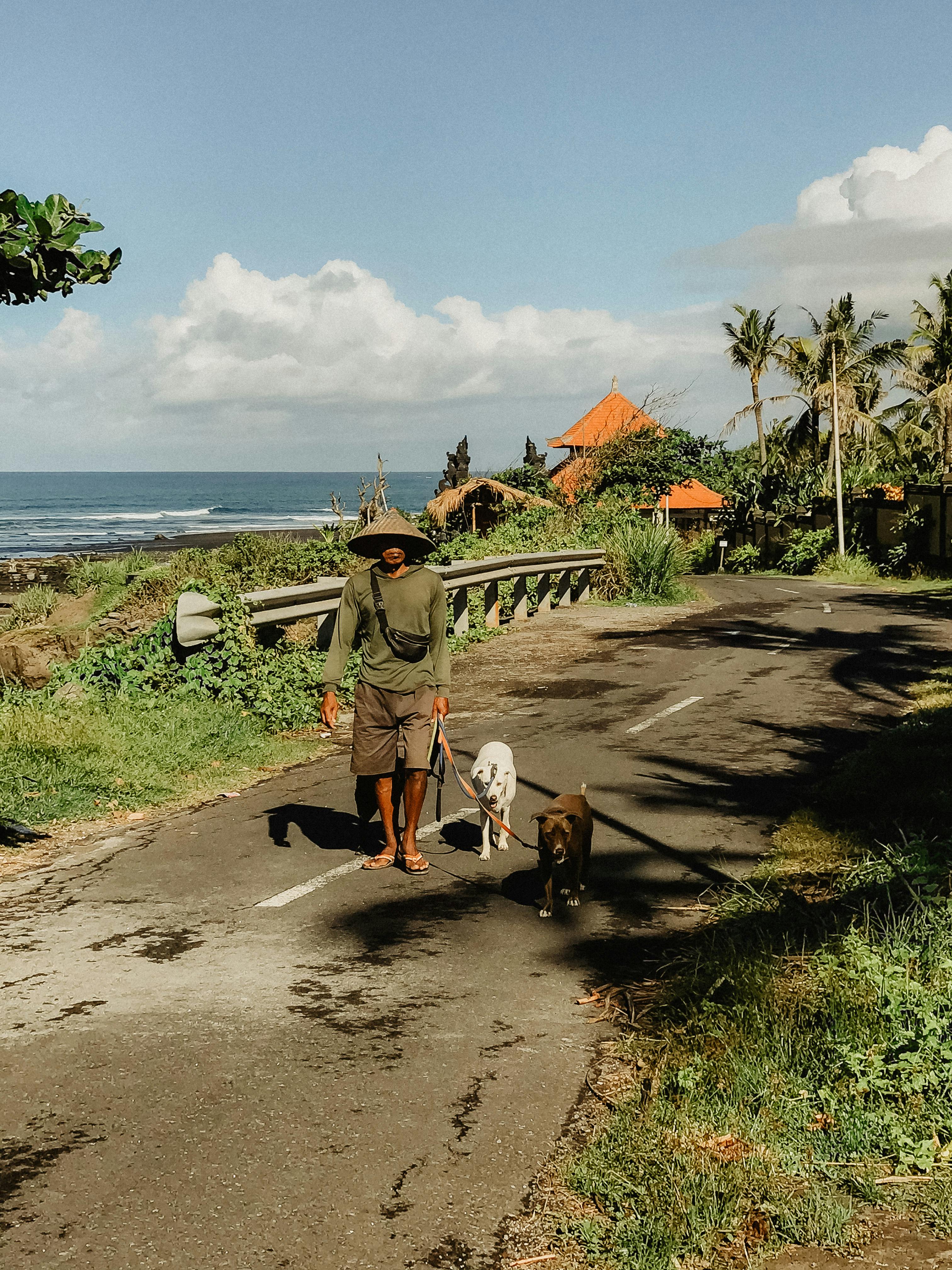 What do dogs do during an earthquake?