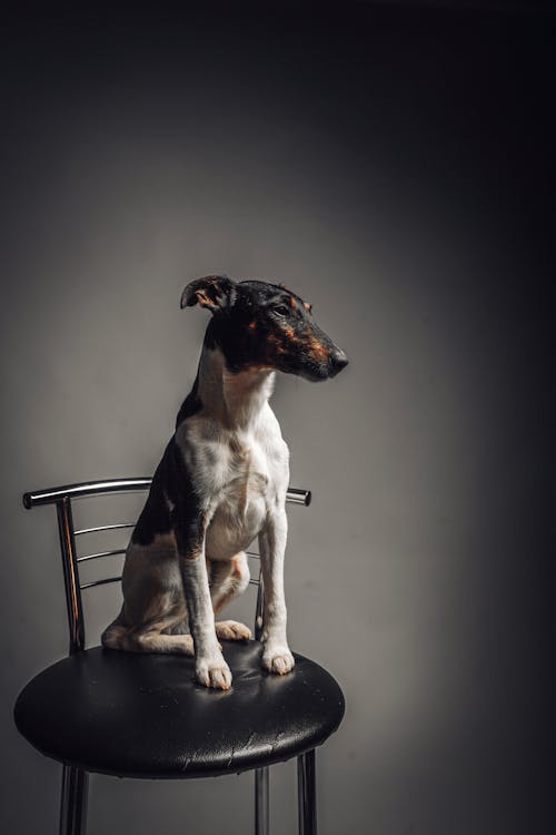 Charming purebred dog with white and black coat sitting on leather chair while looking away