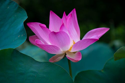 Close-Up Shot of a Purple Lotus Flower in Bloom