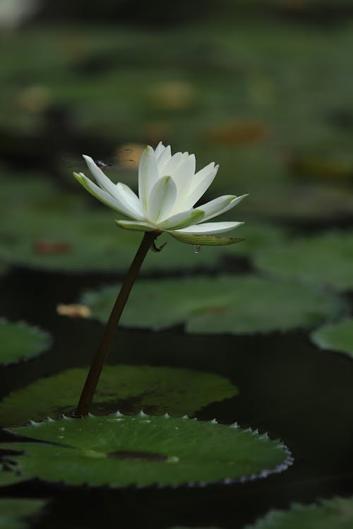 Close-Up Shot of a White Lotus Flower in Bloom