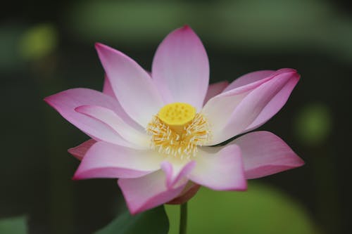 Kostnadsfri bild av blomma, blomning, flora